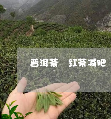 普洱茶 红茶减肥/2023041026692